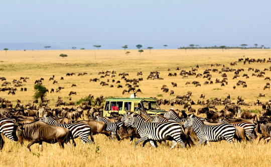Safari game drive in Masai Mara Reserve